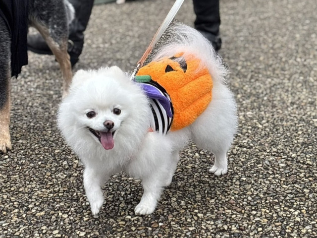 横須賀・ソレイユの丘「SOLEIL HALLOWEEN DOG PARADE 2026」